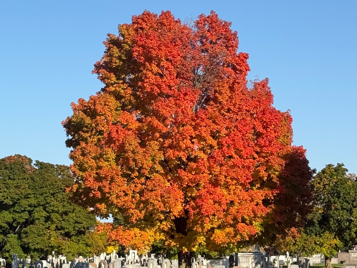 Autumnal Thoughts